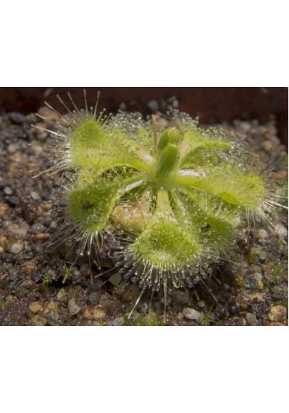 Drosera burmannii seeds