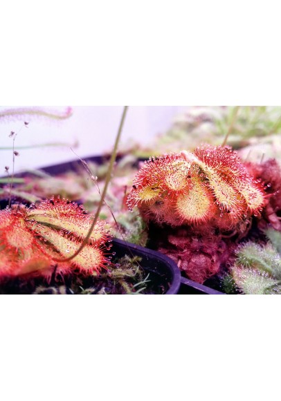 Drosera dielsiana