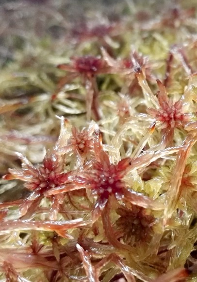 Sphagnum russowii