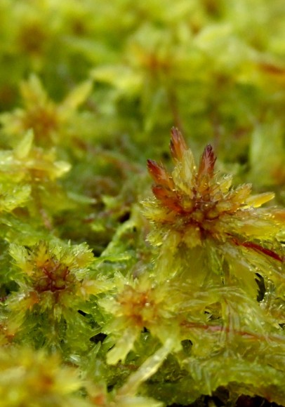 Sphagnum russowii