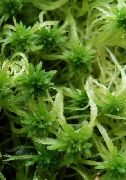 Sphagnum fimbriatum