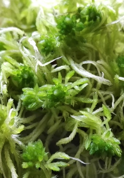 Sphagnum fimbriatum