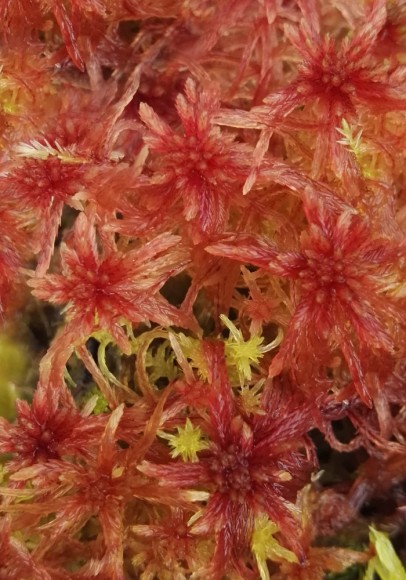 Sphagnum capillifolium