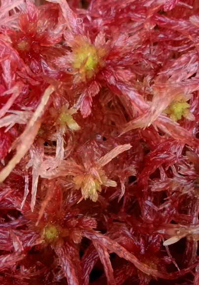 Sphagnum subnitens