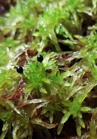Sphagnum subnitens