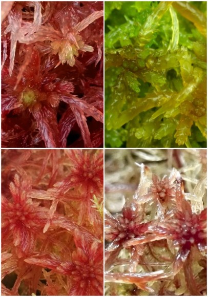 Red Species Selection