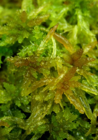 Sphagnum centrale (not confirmed)
