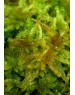Sphagnum centrale (not confirmed)