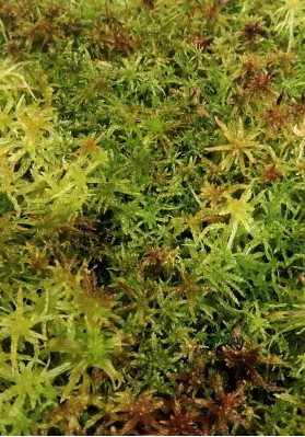 Sphagnum mixed portion